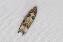 Epinotia