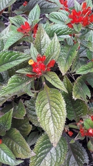 Chrysothemis pulchella