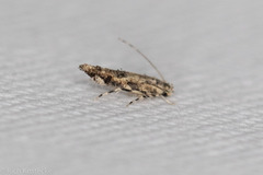 Melanocinclis lineigera