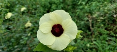 Hibiscus vitifolius