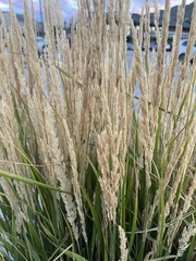 Leymus cinereus