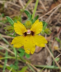 Goodenia hederacea