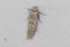 Hypatopa punctiferella