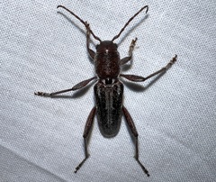 Xylotrechus sagittatus