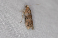 Sciota rubrisparsella