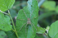Thaumasia