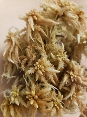 Sphagnum centrale