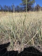 Elymus smithii