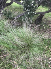 Poa labillardierei
