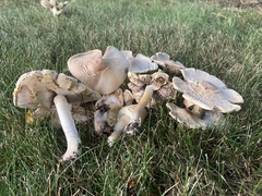 Agaricus placomyces