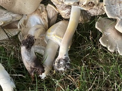 Agaricus placomyces