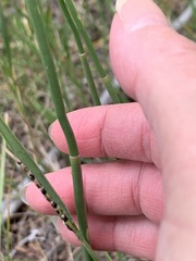Equisetum laevigatum