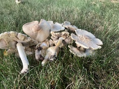 Agaricus placomyces