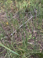 Equisetum laevigatum