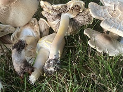 Agaricus placomyces