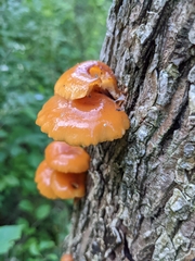 Flammulina