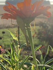 Stagmomantis carolina