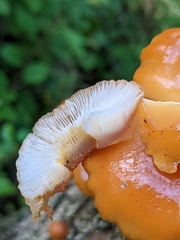Flammulina