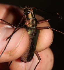 Scatopyrodes tenuicornis