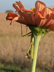Stagmomantis carolina