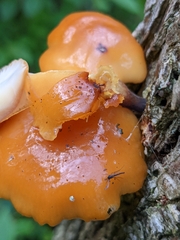 Flammulina
