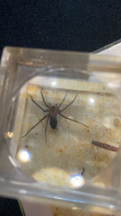 Loxosceles reclusa