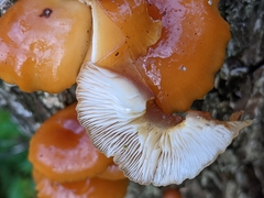 Flammulina