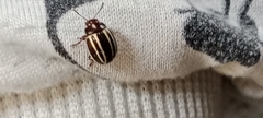 Coleoptera