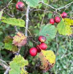 Crataegus coccinea