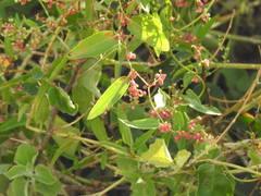 Muehlenbeckia sagittifolia