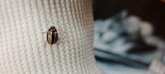 Coleoptera