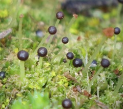 Fossombronia pusilla