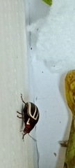 Coleoptera