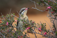 Acanthagenys rufogularis
