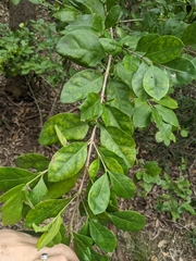 Cyclophyllum