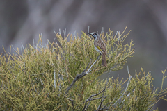 Purnella albifrons