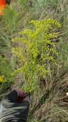 Solidago tortifolia