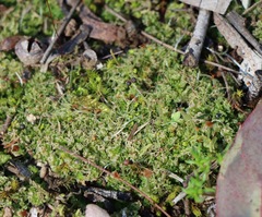 Fossombronia pusilla