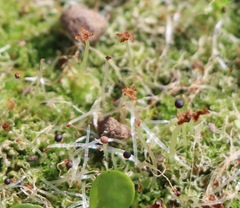 Fossombronia pusilla