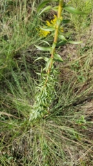 Solidago tortifolia