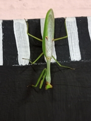 Stagmatoptera septentrionalis