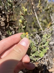 Hazardia squarrosa grindelioides
