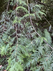 Thuja