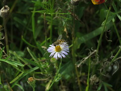 Helophilus latifrons