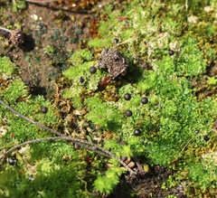 Fossombronia pusilla