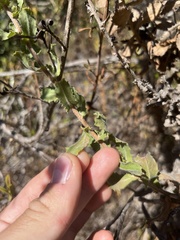Hazardia squarrosa grindelioides