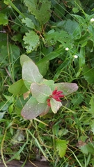 Hypericum fraseri