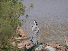 Synbranchus marmoratus