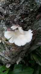Pleurotus djamor