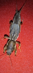 Neocurtilla hexadactyla